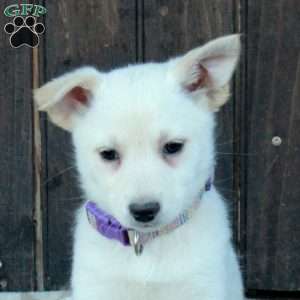 Clara, German Shepherd Mix Puppy