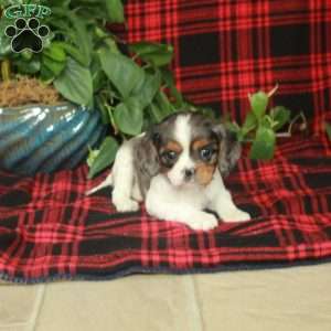 Clara, Cavalier King Charles Spaniel Puppy