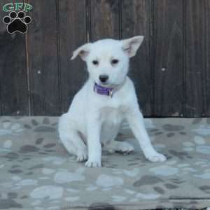 Clara, German Shepherd Mix Puppy