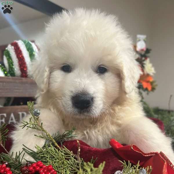 Claus, Great Pyrenees Puppy