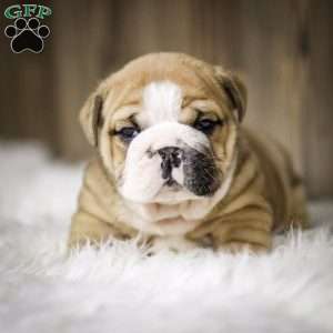 Clause, English Bulldog Puppy