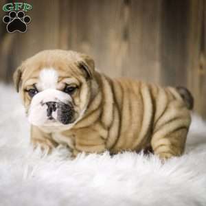 Clause, English Bulldog Puppy