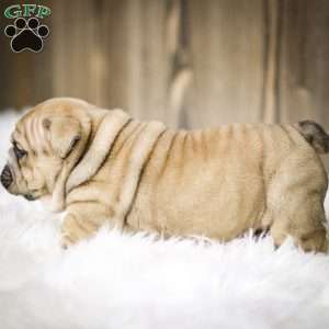 Clause, English Bulldog Puppy