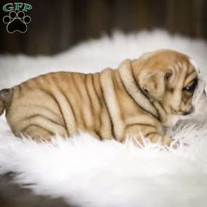 Clause, English Bulldog Puppy