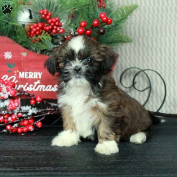 Clifford, Shih Tzu Puppy