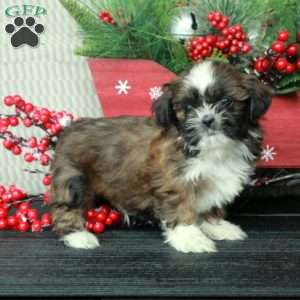 Clifford, Shih Tzu Puppy
