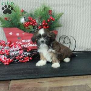 Clifford, Shih Tzu Puppy