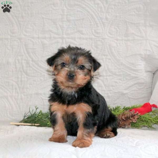 Clover, Yorkie Puppy