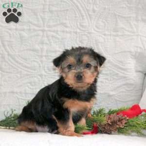 Clover, Yorkie Puppy