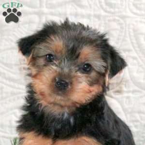 Clover, Yorkie Puppy