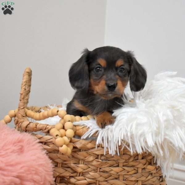 Coal, Dachshund Mix Puppy