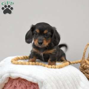 Coal, Dachshund Mix Puppy