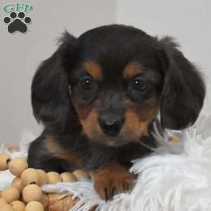 Coal, Dachshund Mix Puppy