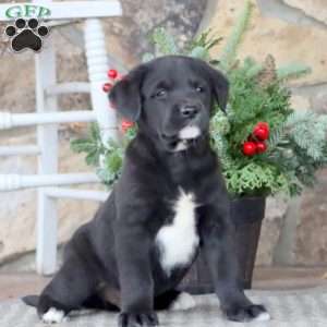 Coby, Golden Retriever Mix Puppy
