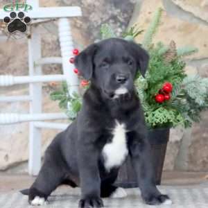 Coby, Golden Retriever Mix Puppy