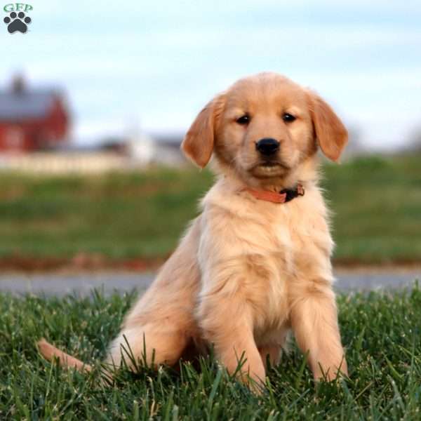 Coco Cola, Golden Retriever Puppy