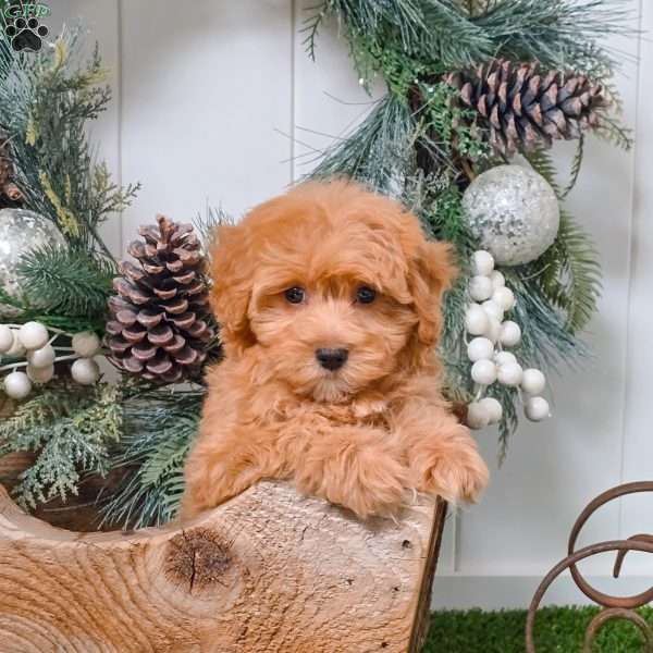 Coco, Bich-Poo Puppy