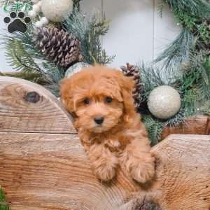 Coco, Bich-Poo Puppy