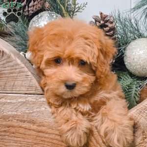 Coco, Bich-Poo Puppy