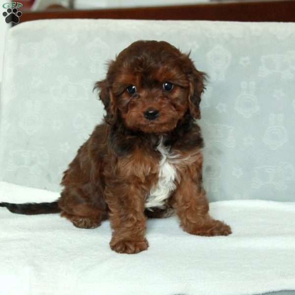 Coco, Cavapoo Puppy