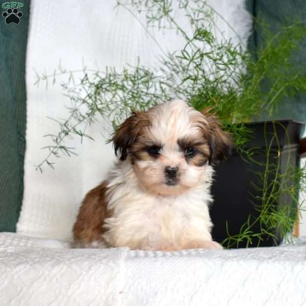 Cocoa, Shih Tzu Puppy