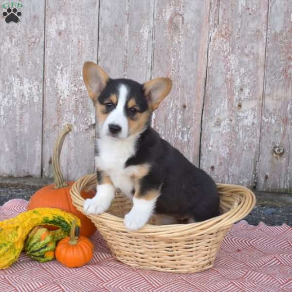 Cocoa, Pembroke Welsh Corgi Puppy
