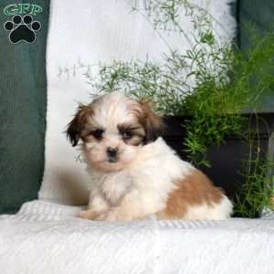 Cocoa, Shih Tzu Puppy