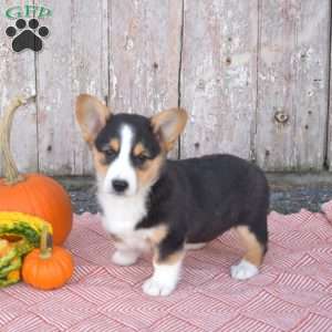 Cocoa, Pembroke Welsh Corgi Puppy