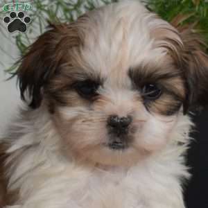 Cocoa, Shih Tzu Puppy