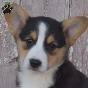 Cocoa, Pembroke Welsh Corgi Puppy