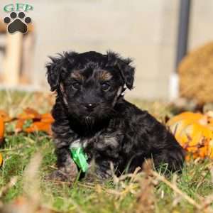 Cody, Yorkie Poo Puppy
