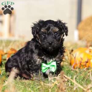 Cody, Yorkie Poo Puppy