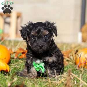 Cody, Yorkie Poo Puppy