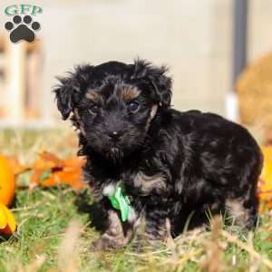 Cody, Yorkie Poo Puppy