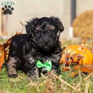 Cody, Yorkie Poo Puppy
