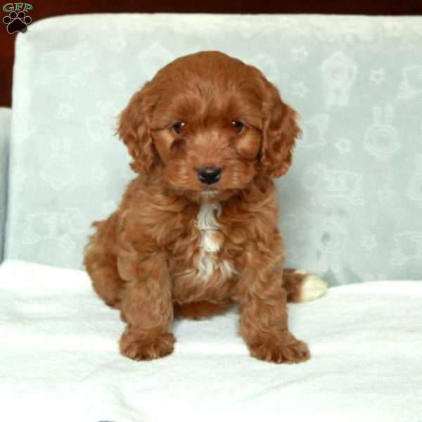 Cody, Cavapoo Puppy