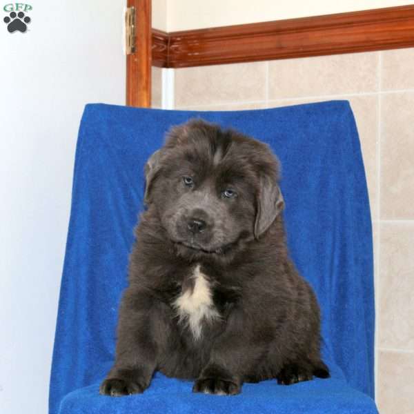 Cody, Newfoundland Puppy