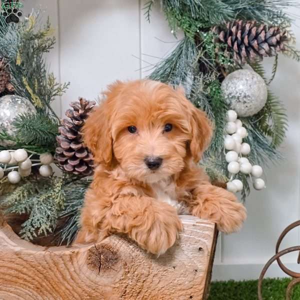 Cody, Bich-Poo Puppy