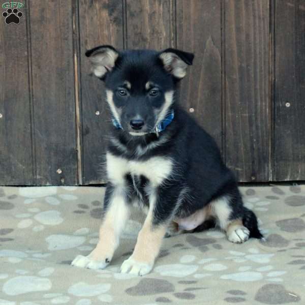 Cody, German Shepherd Mix Puppy