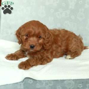 Cody, Cavapoo Puppy