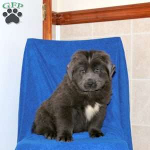 Cody, Newfoundland Puppy