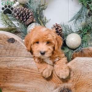 Cody, Bich-Poo Puppy