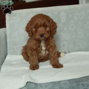 Cody, Cavapoo Puppy