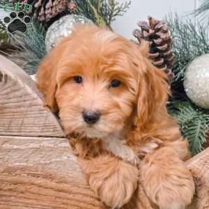 Cody, Bich-Poo Puppy