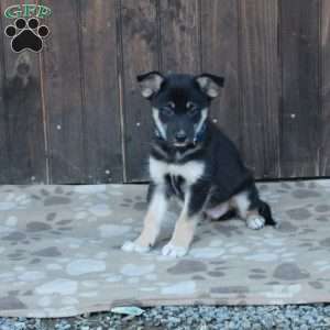 Cody, German Shepherd Mix Puppy