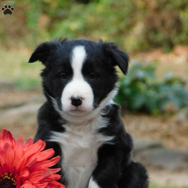 Cody, Border Collie Puppy
