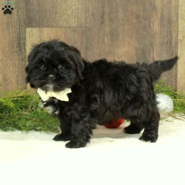 Cole, Shih-Poo Puppy