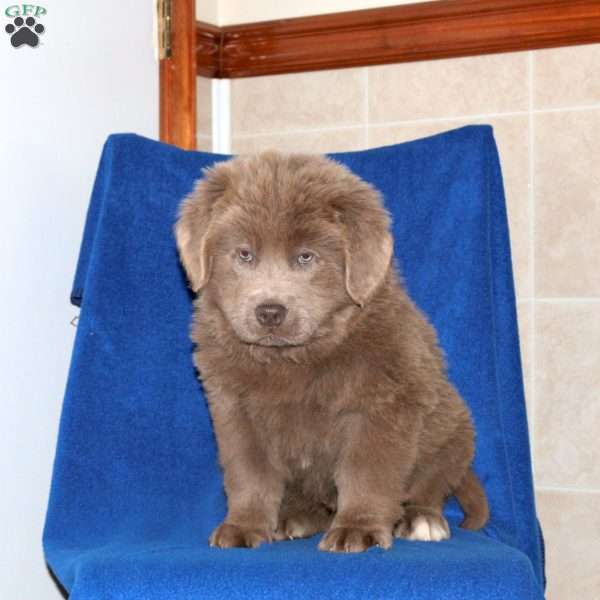 Colt, Newfoundland Puppy