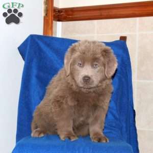 Colt, Newfoundland Puppy