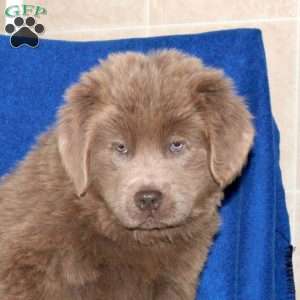 Colt, Newfoundland Puppy